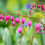 Thumbnail: Lamprocapnos spectabilis 9cm pot