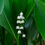 Thumbnail: Convallaria majalis 9cm pot
