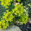 Thumbnail: Euphorbia myrsinites