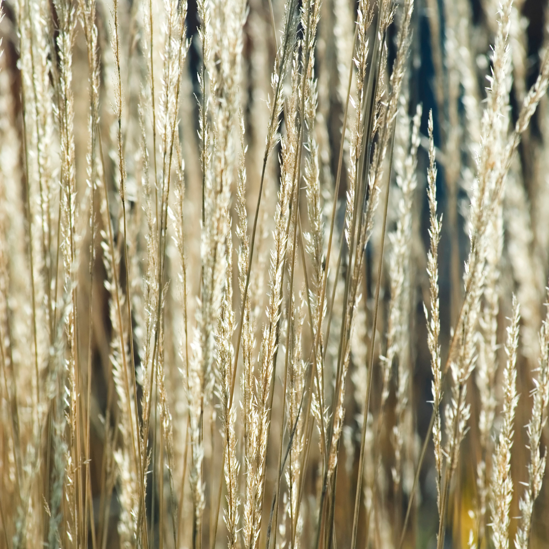 Calamagrostis xa. Karl Foerster