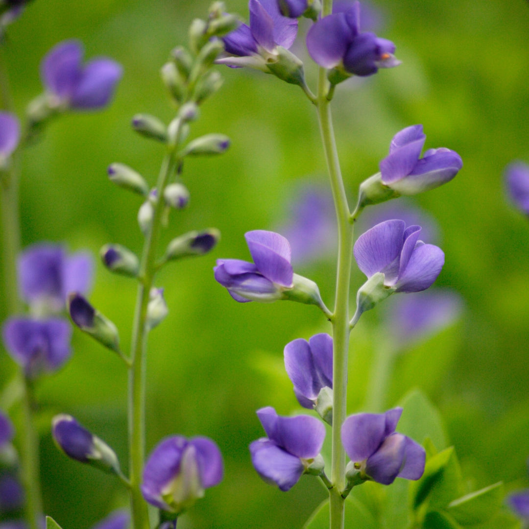 Baptisia Australis 9cm pot