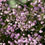 Thumbnail: Thalictrum delavayi  9 cm pot