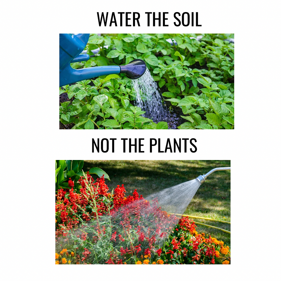 how to water plants