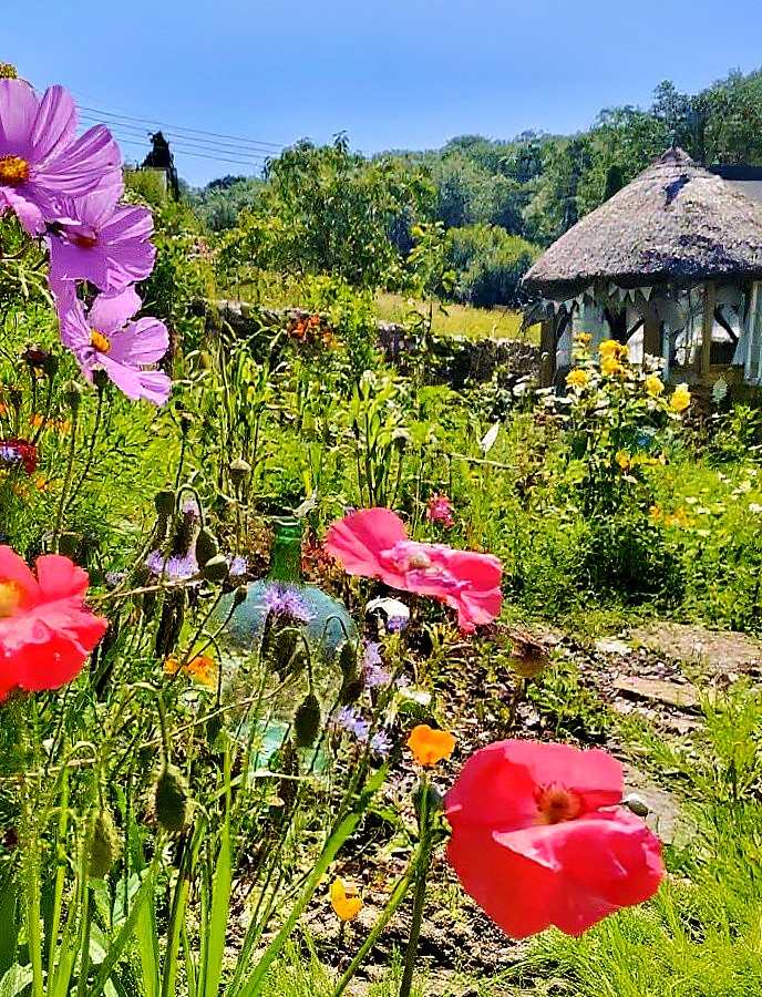 Vibrant garden with pink poppies, purple cosmos, and building