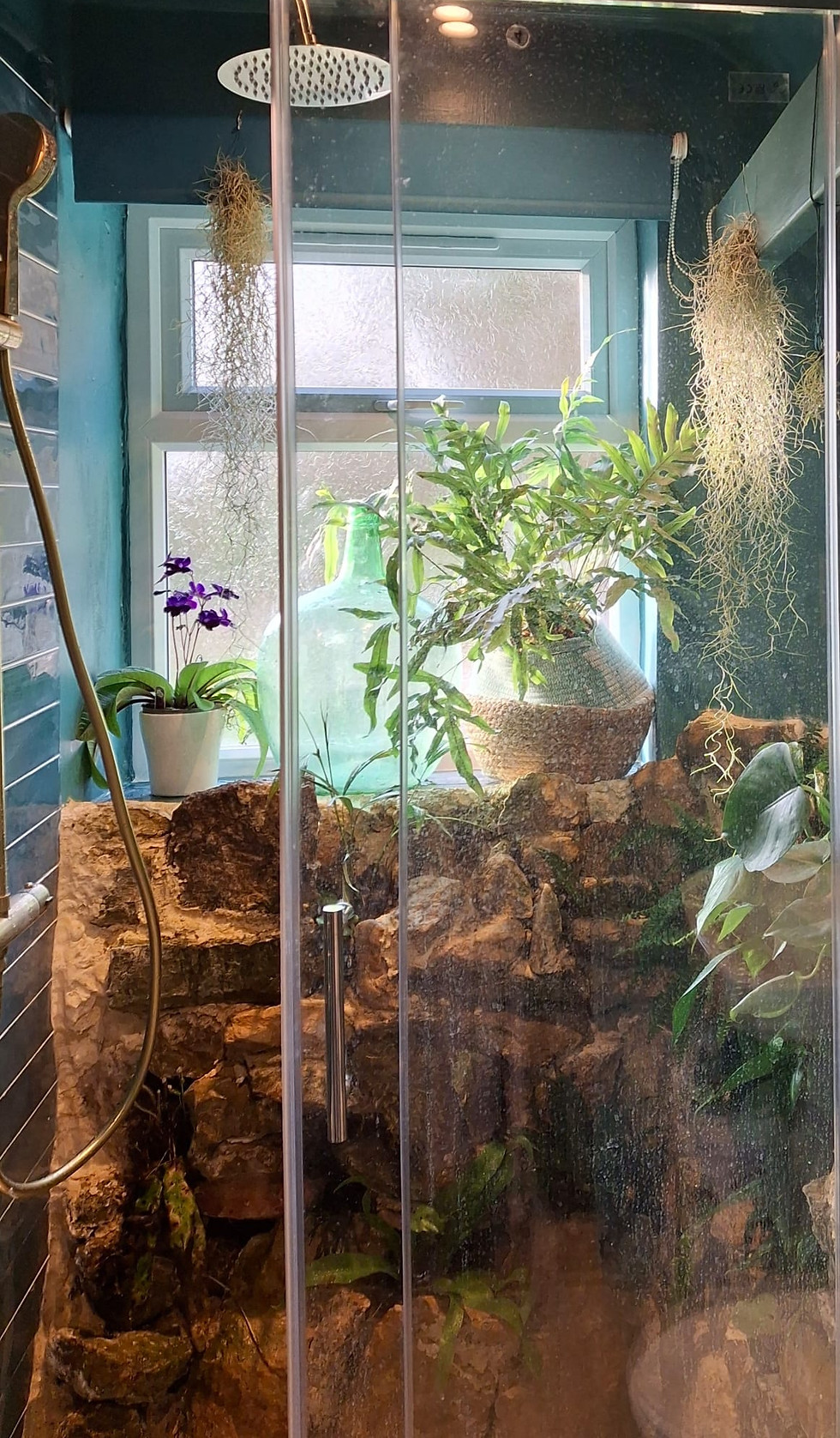 Lush green plants in a rock terrarium behind glass