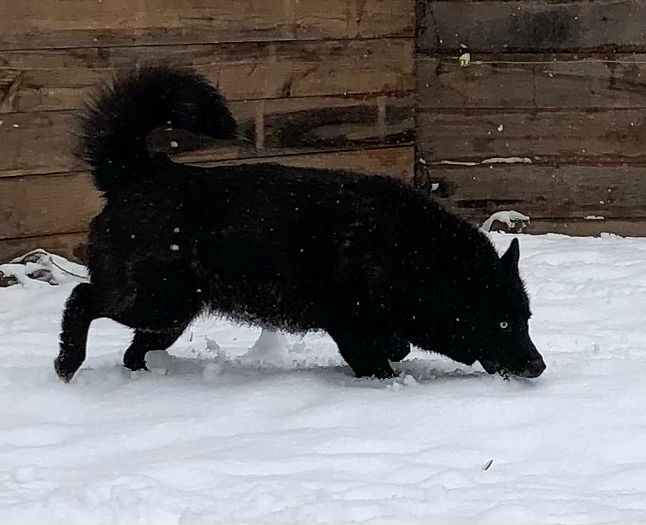 -MtWarcloud-Black-Agouti-Siberian-Husky-Blue-Eyes-