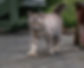 -WarcloudExotics-Snowbob-Cat-Polydactyl-