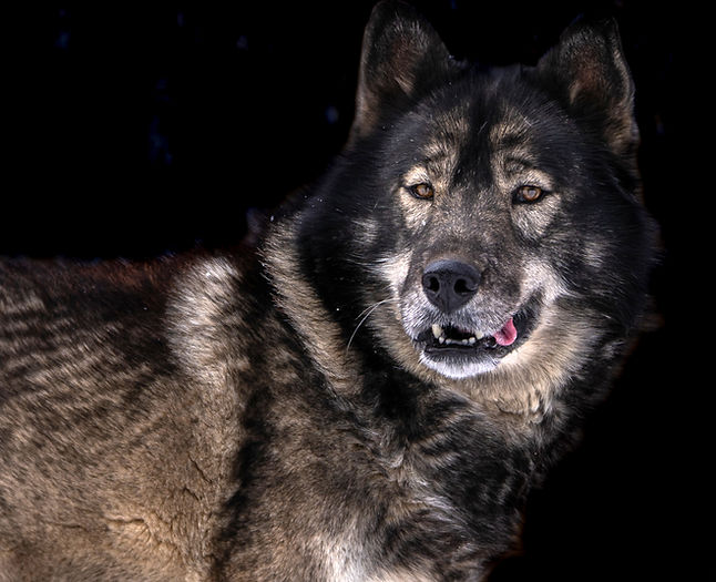 -MtWarcloud-Black-Agouti-Siberian-Husky-Amber-Eyes-