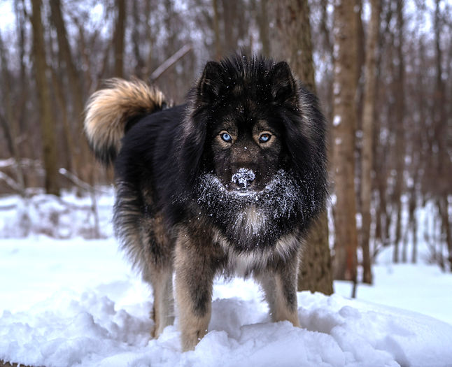 -MtWarcloud-Black-Agouti-Siberian-Husky-Blue-Eyes-