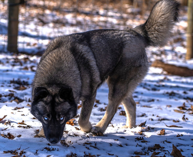 -MtWarcloud-Black-Agouti-Siberian-Husky-Blue-Eyes-