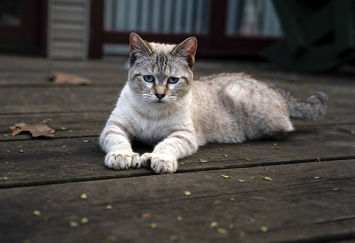 Snowbob Cat from the cat breeder called WarcloudExotics in Mchenry County, Harvard, Illinois