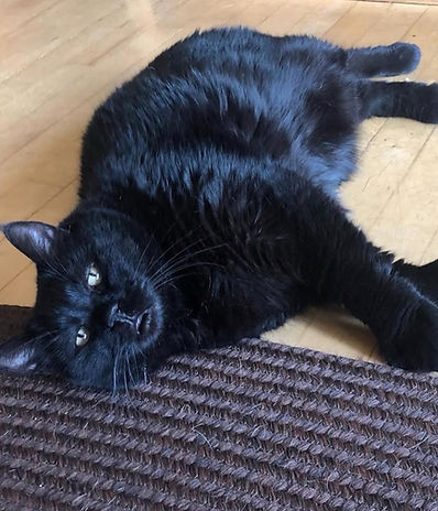 -Melanistic-Pixiebob-Cat-WarcloudExotics-