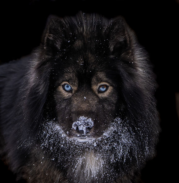 -Black-Agouti-Siberian-Husky-MtWarcloud-