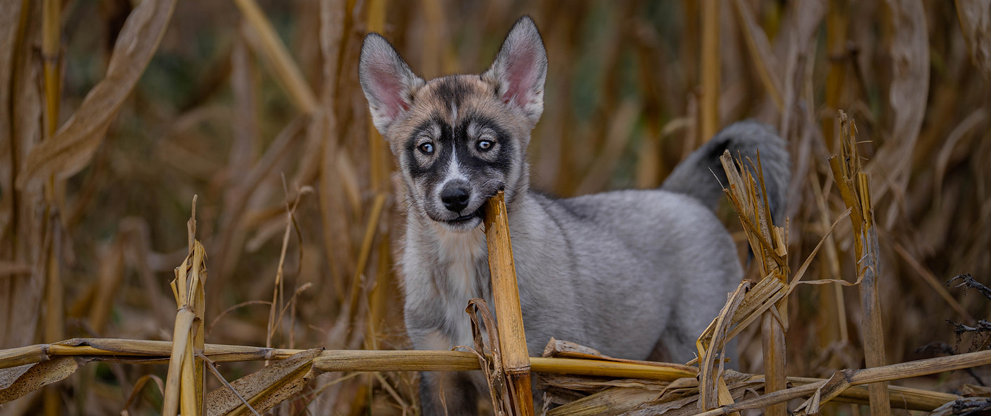 Black Agouti Siberian Husky Dog produced By The Breeder Called Mt.Warcloud