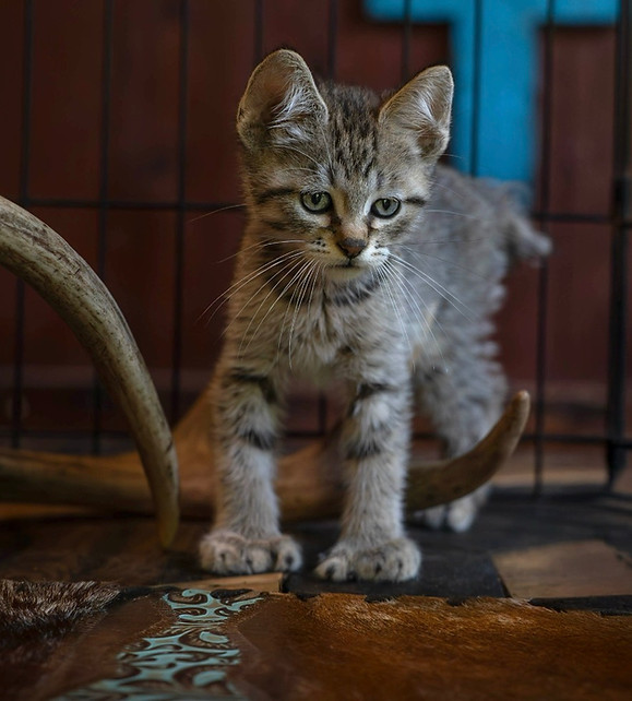 Pixiebob kitten cat with polydactyl paws from the cat breeder in Mchenry County IL WarcloudExotics