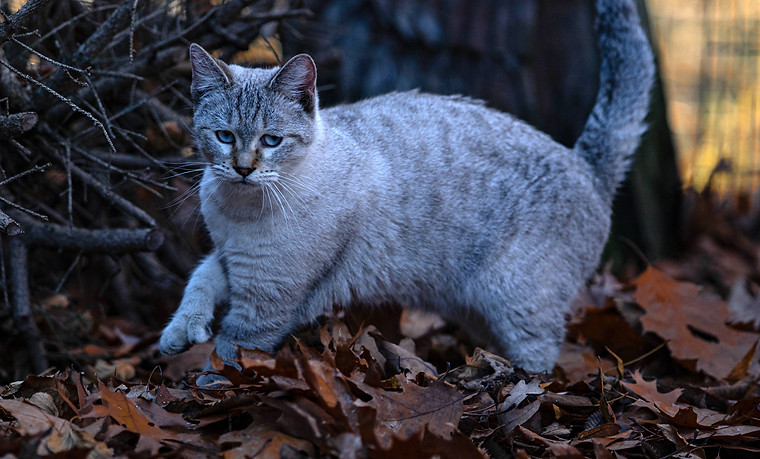 Snowbob Cat from the cat breeder called WarcloudExotics in Mchenry County, Harvard, Illinois