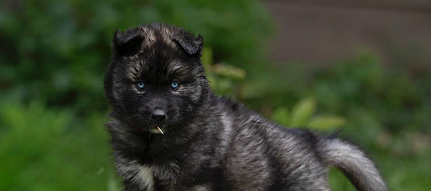 -Black-Agouti-Siberian-Husky-Puppy-MtWarcloud-