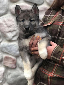 Agouti malamute puppies for sale cheap