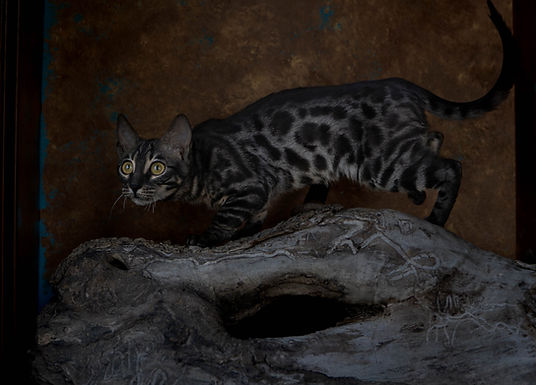 Charcoal Bengal Cat from cat breeder called WarcloudExotics
