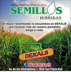 semillas hibridas.png