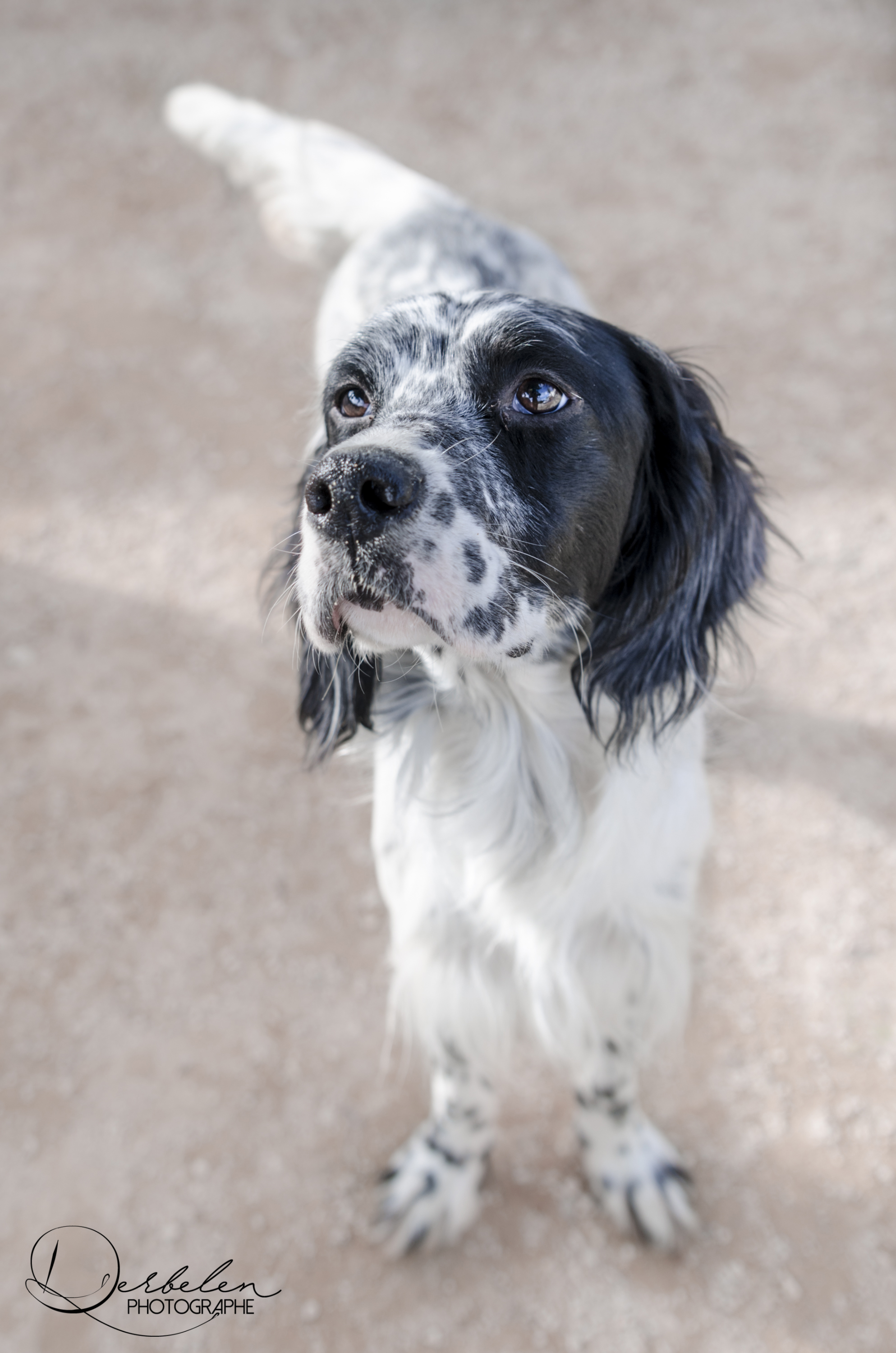 Setter Gordon