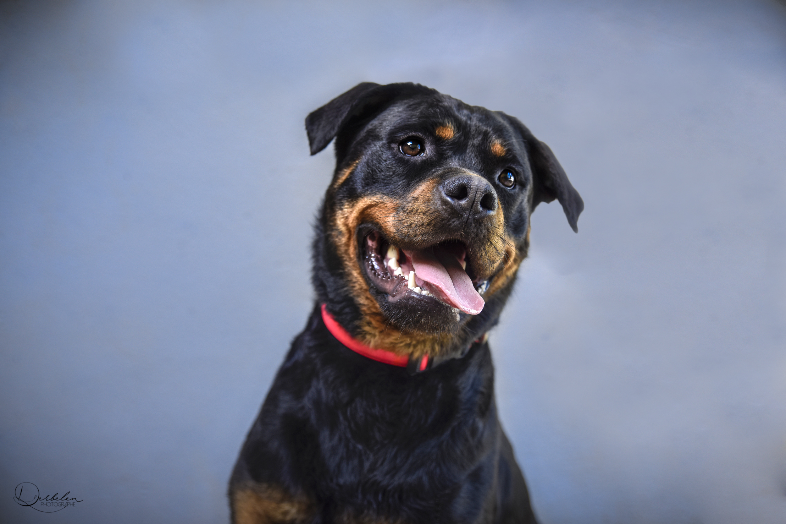 Smilling rott