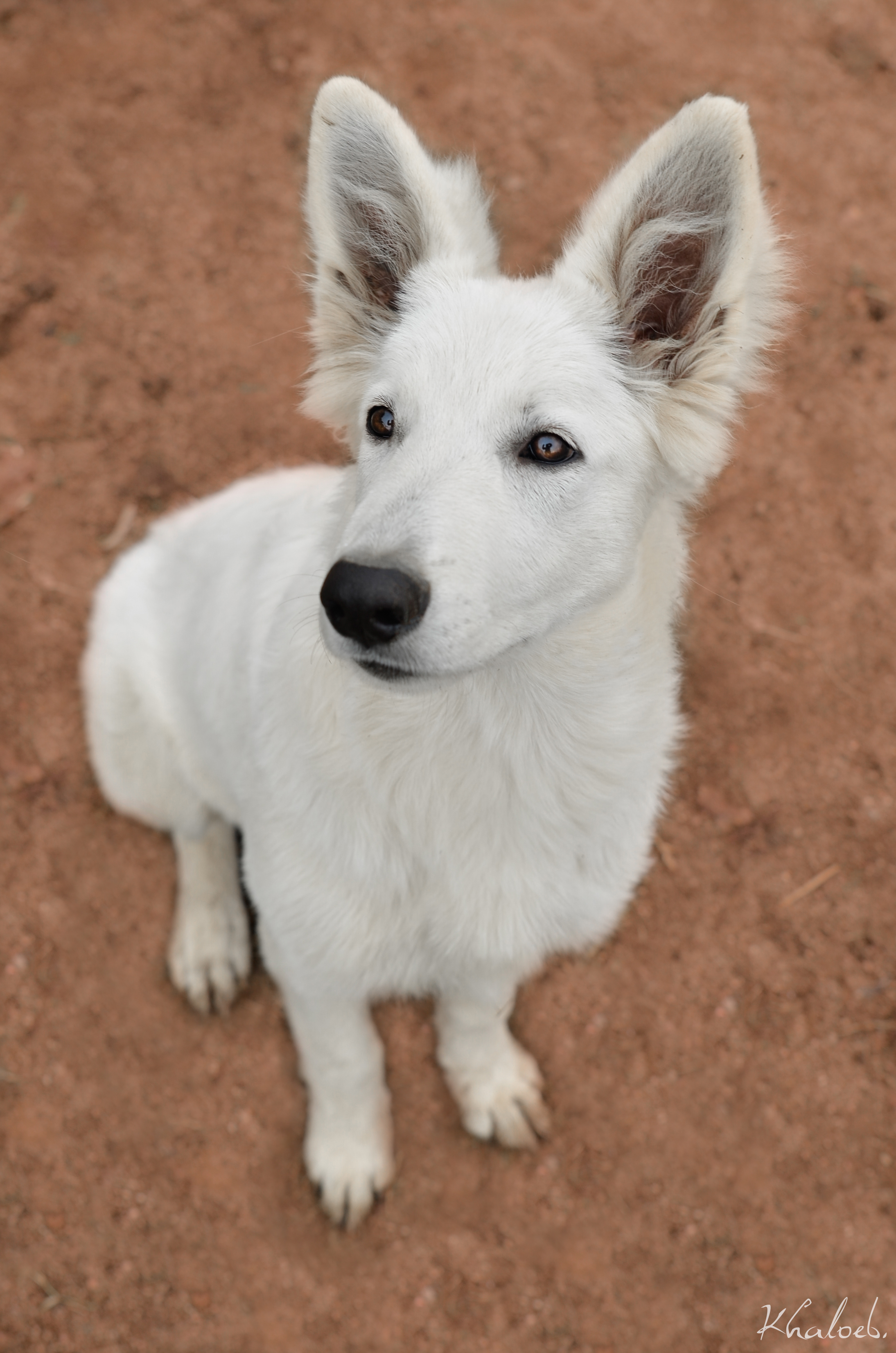 Berger blanc suisse