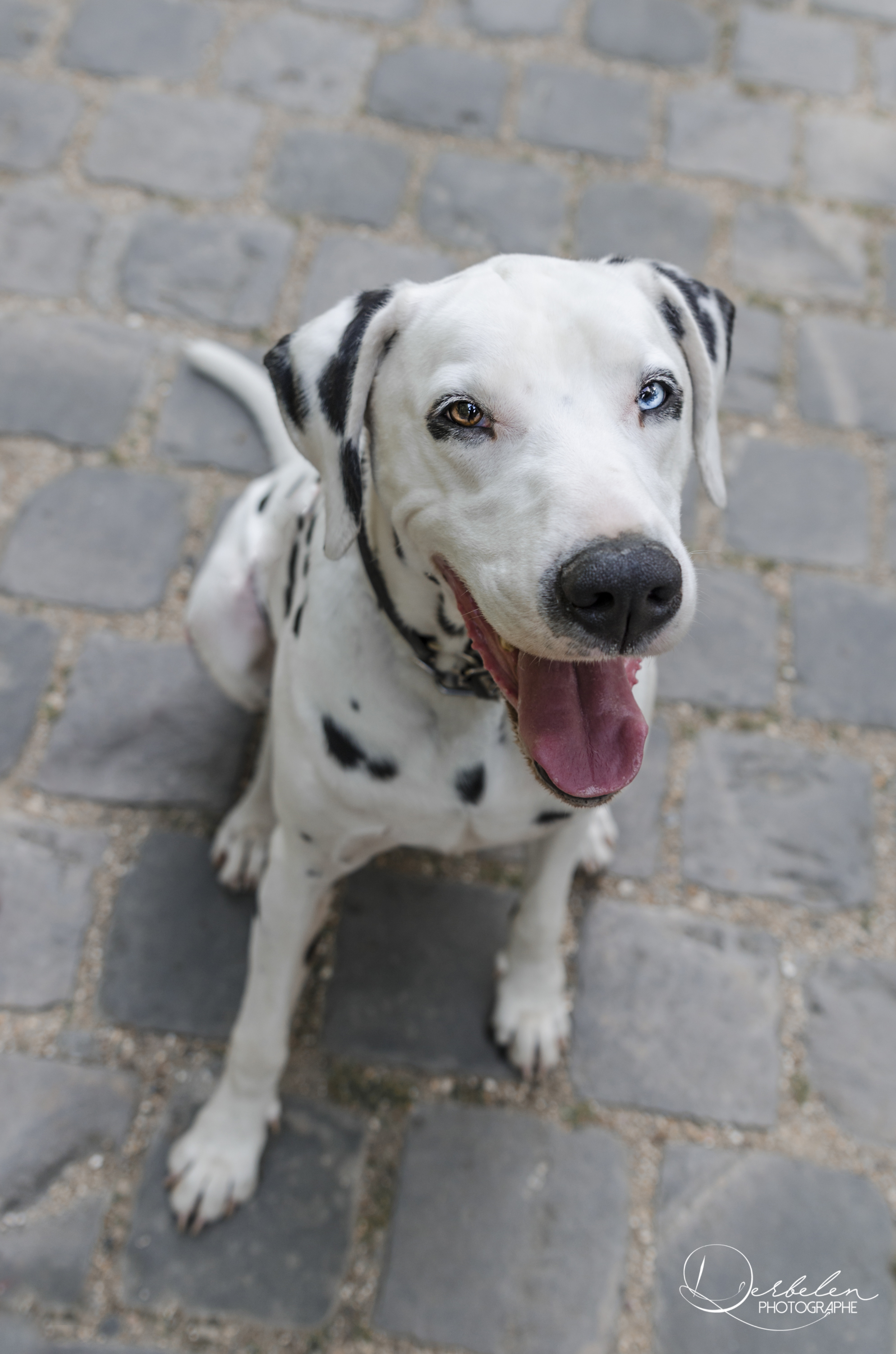 Domino