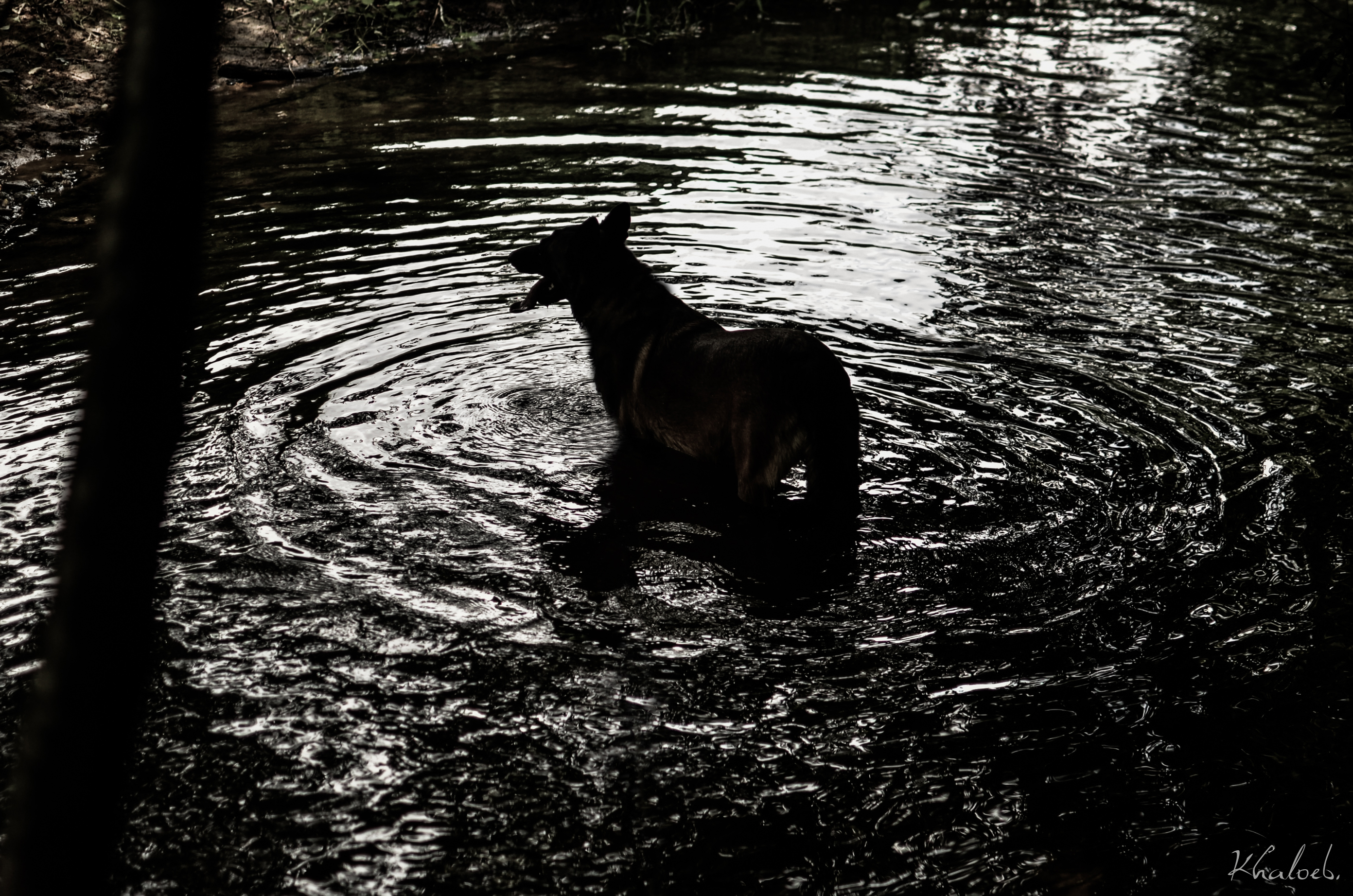 Nessie