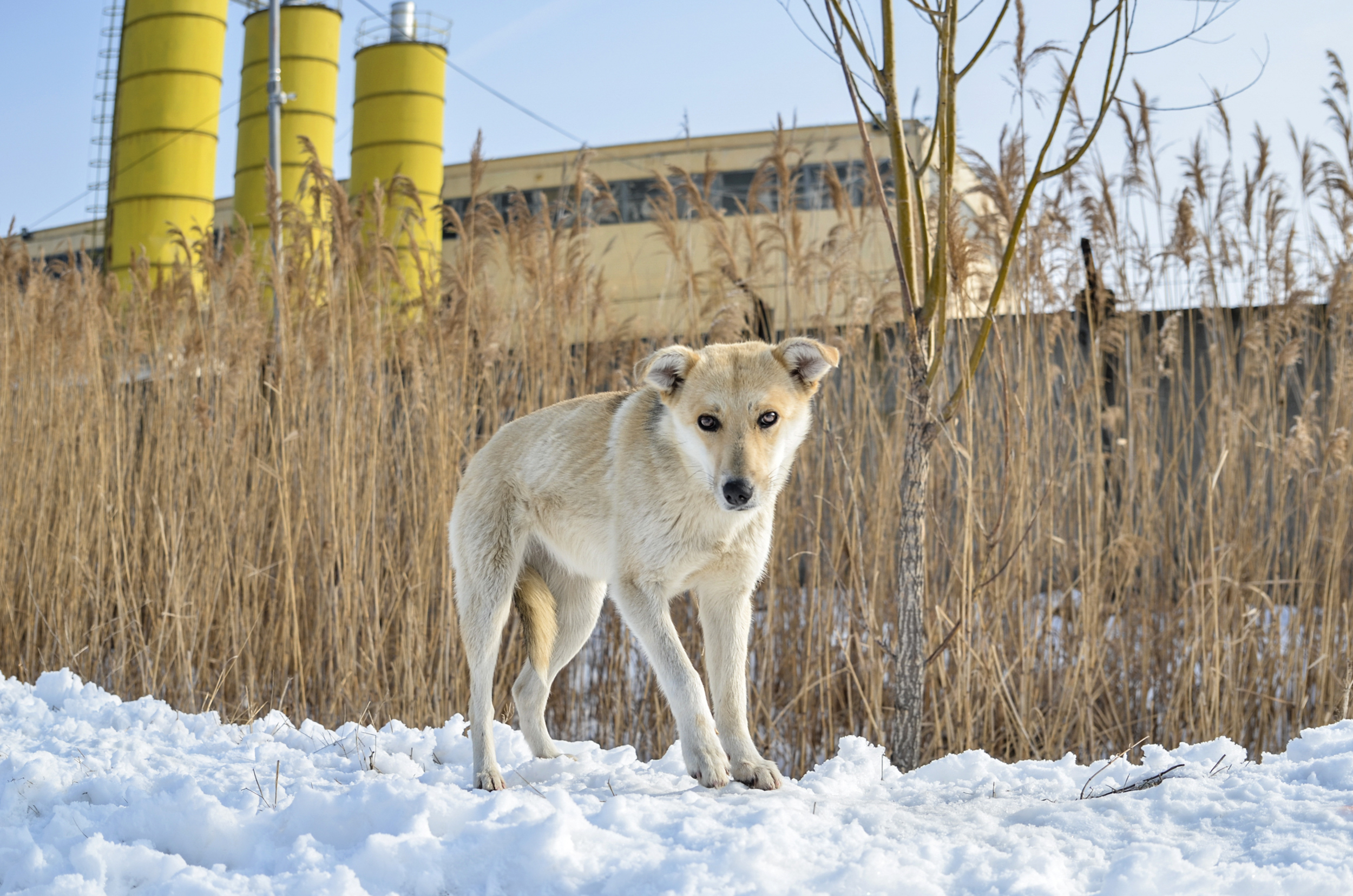 Chien d'usine