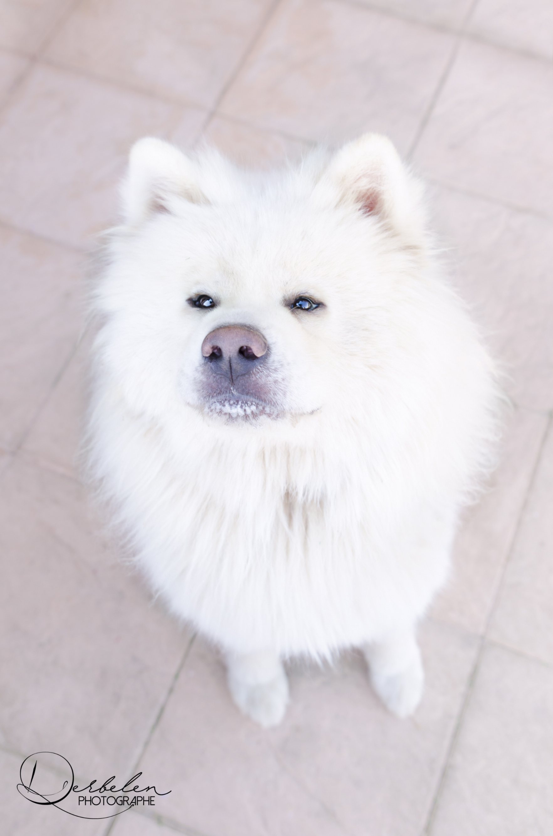 Akita Inu