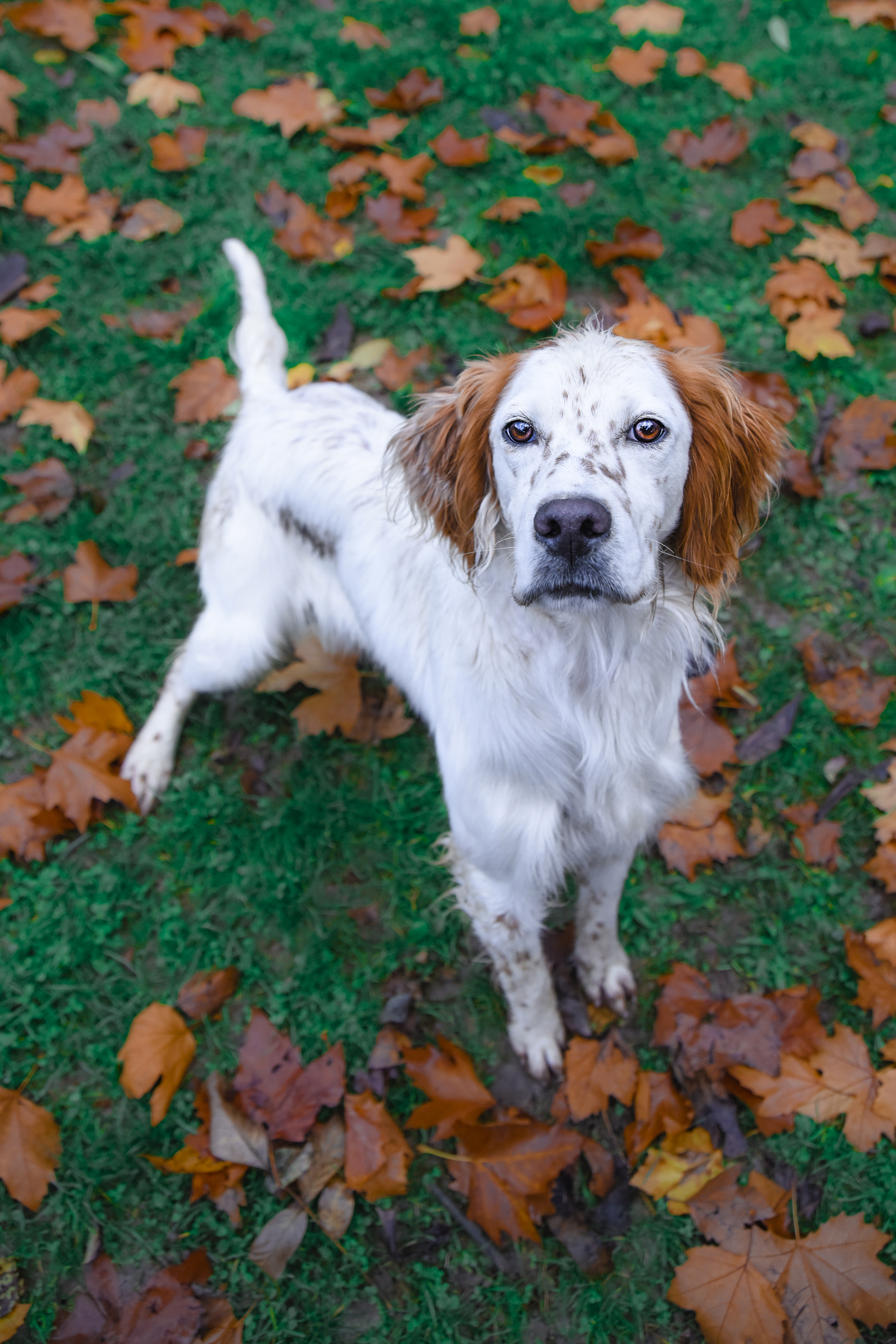 Setter gordon