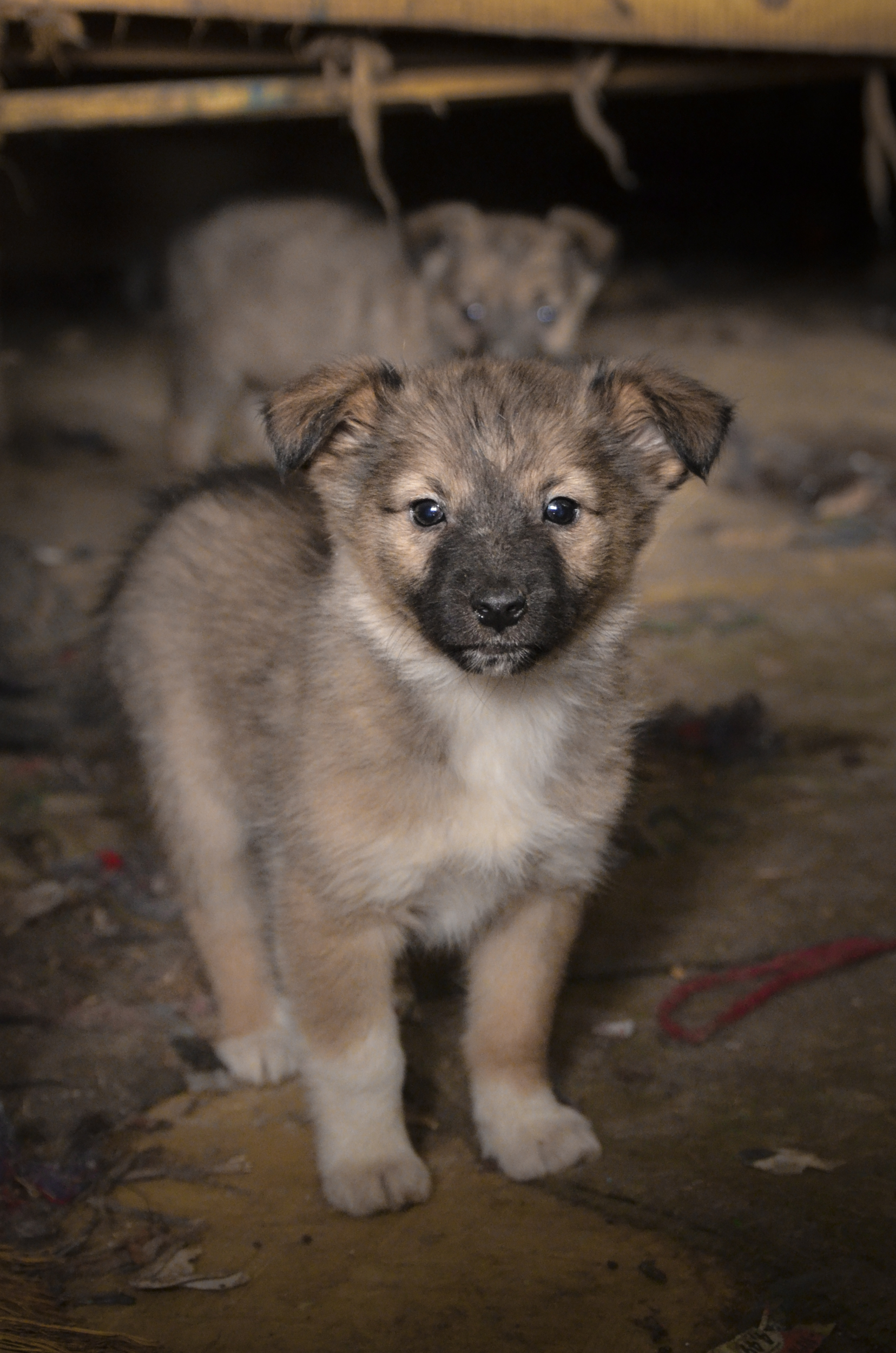 Chiot tzigane