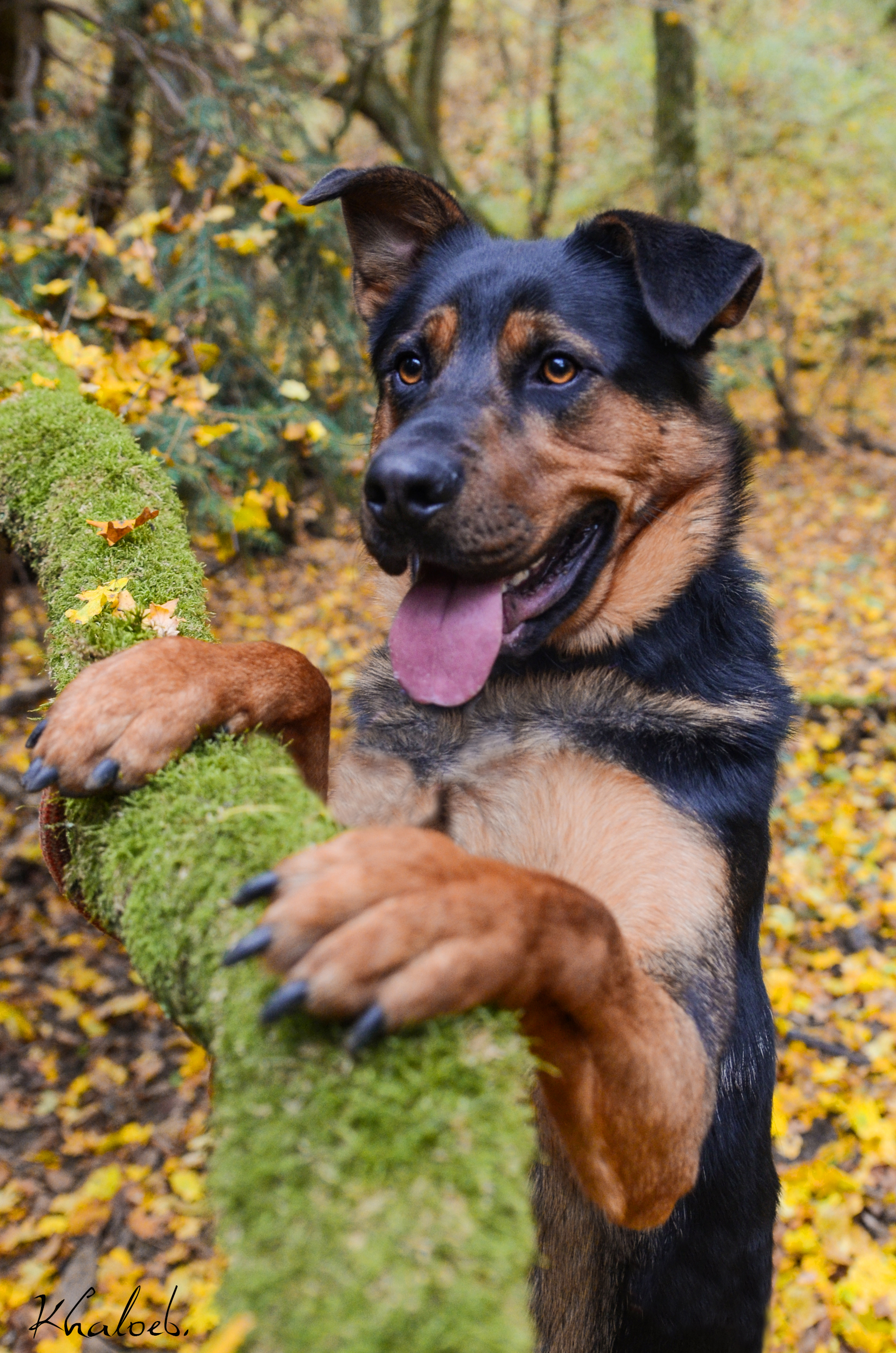 Simba