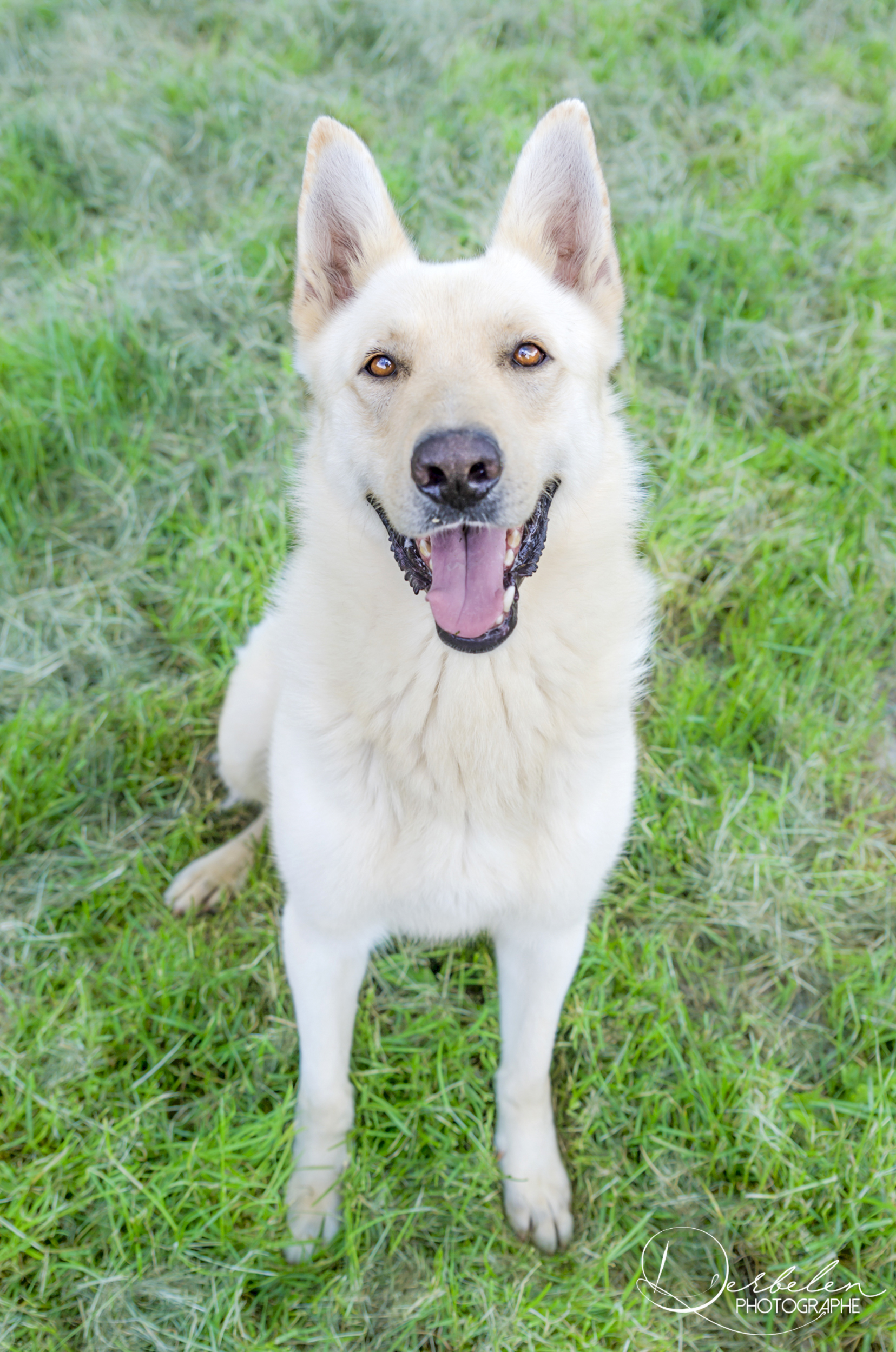 Berger blanc suisse