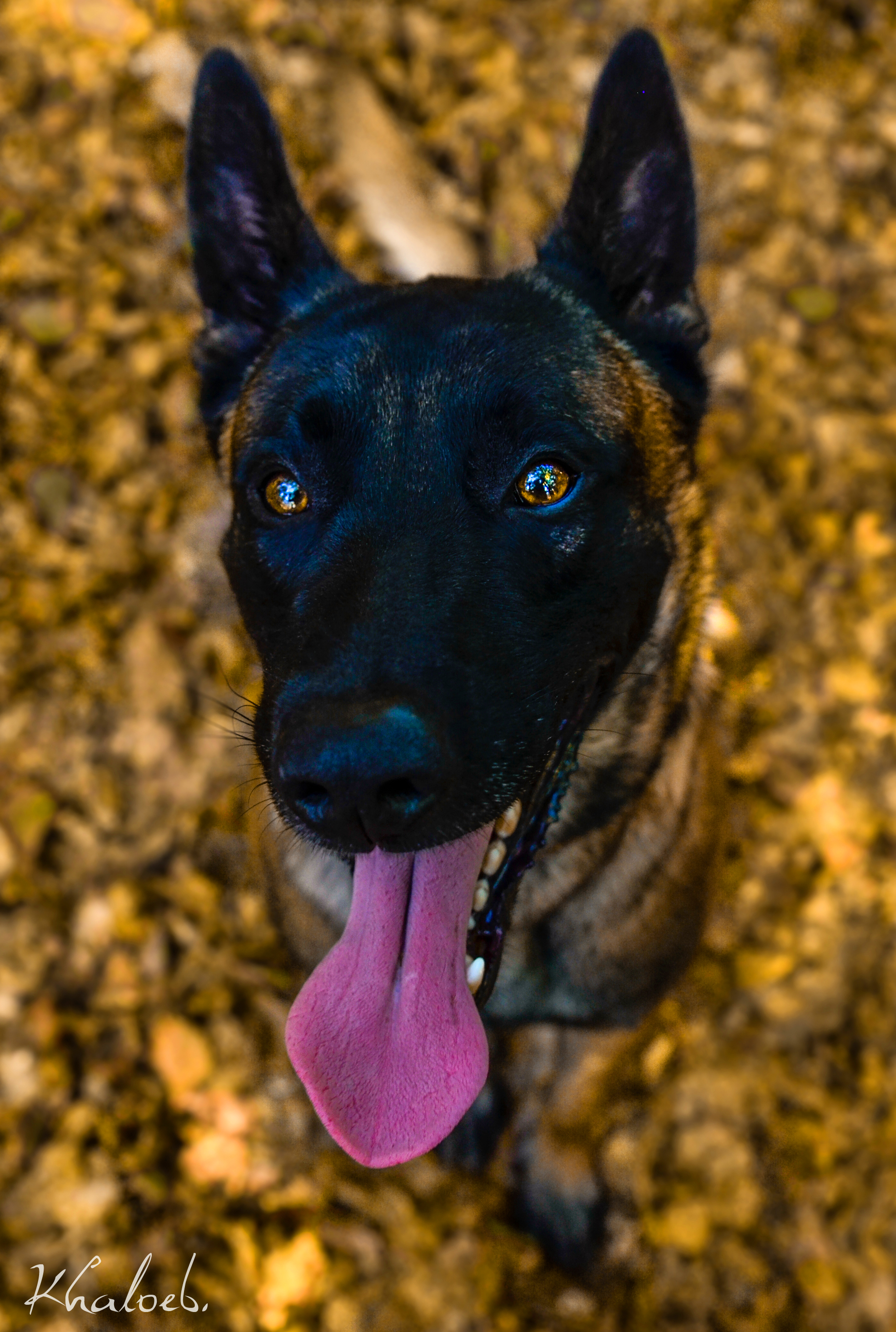 Léon