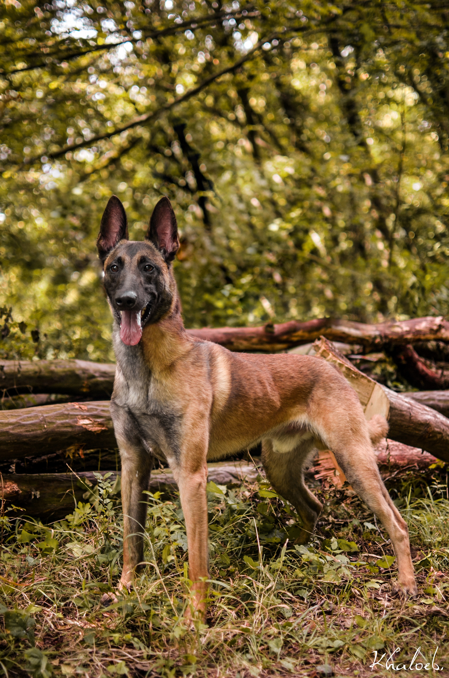 Tyson, fierté du malinois