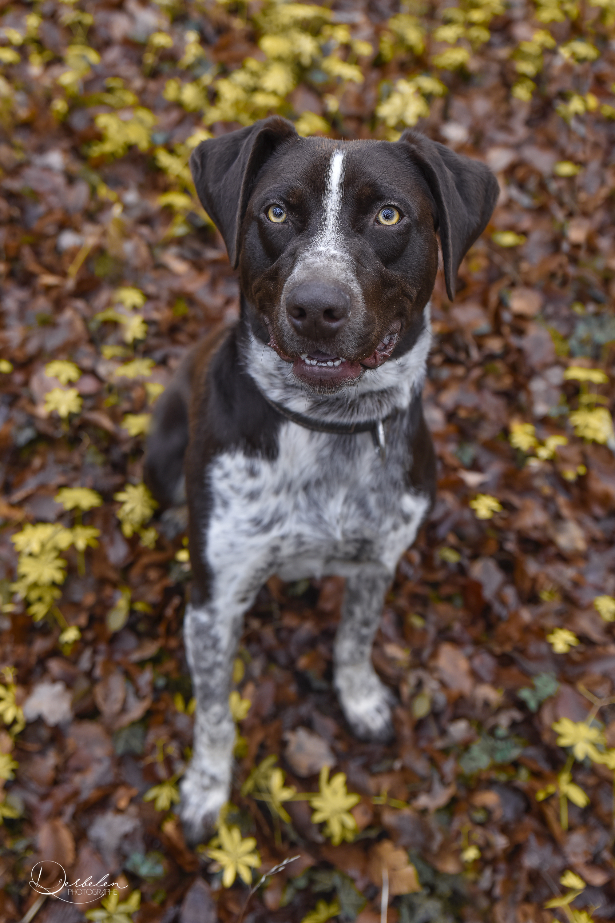 Moki