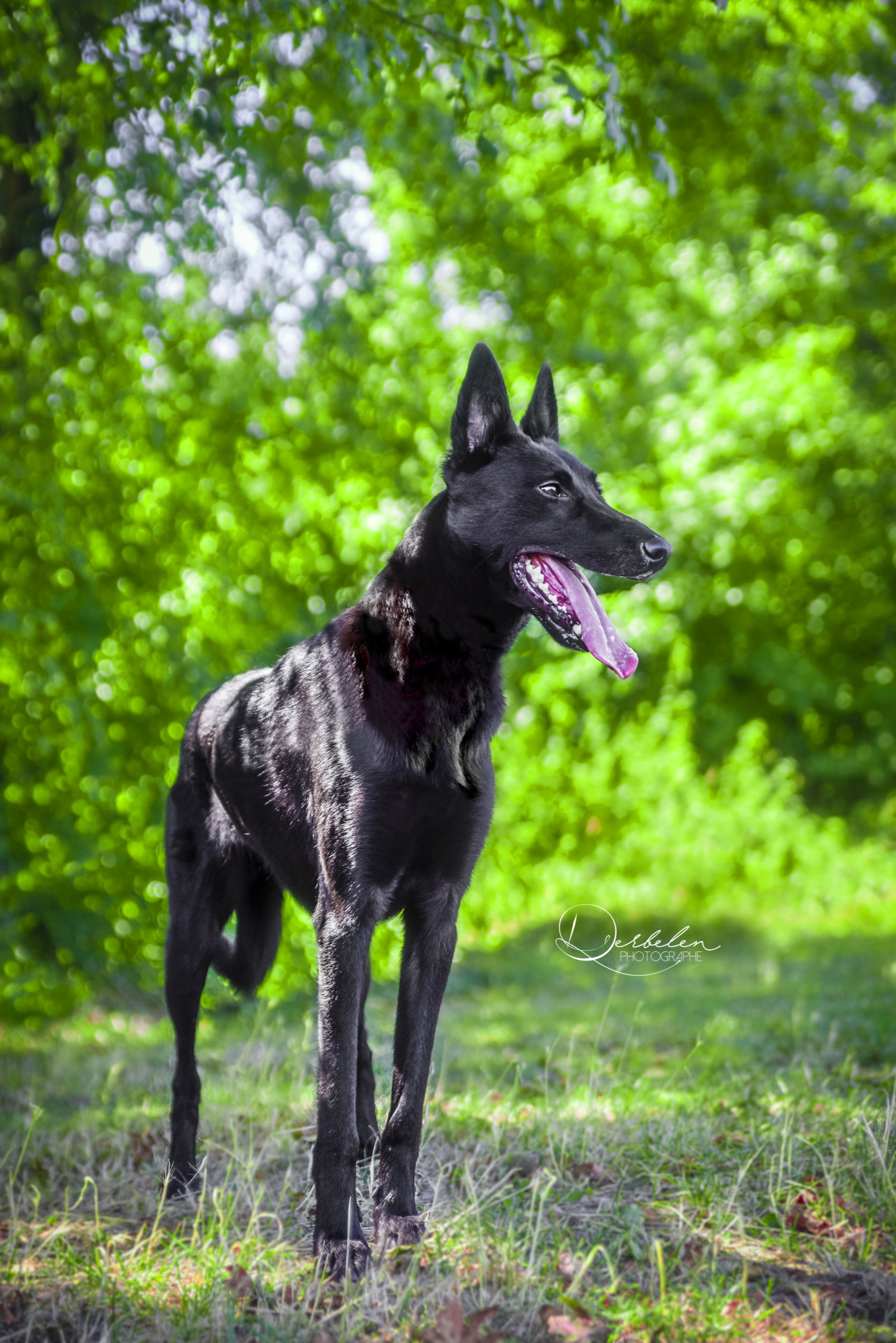 Loki
