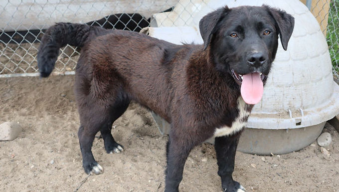 Ranger was quite fearful when he came but has gradually come out of his shell and now is happy to see us, wagging his tail and jumping up. He is very sweet, quite smart, and gentle. If you are interested in Ranger or would like more information, text Cheryl B at 780 523 7525.