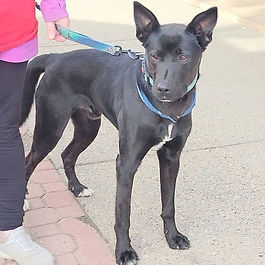 This is Harvey he is a 7 year old fixed Shepard cross. He has lots of energy for running and playing. He knows basic commands and is good on the lead. He is friendly and loves adults, kids, and other animals. He is laid back and very playful.
If you are interested in meeting or have more questions about Harvey, feel free to text or call his foster mom, Teresa, who is fostering through IN THE WOODS. 780 219 8874