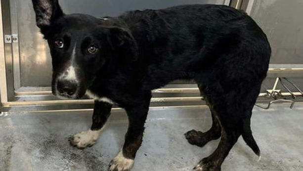 Call Sheryl W for info on this pup 780 618 6603