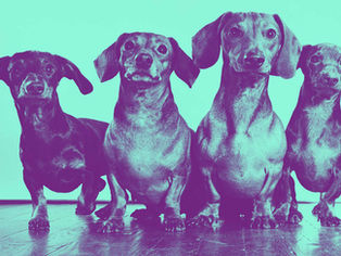 Es wird mächtig in Bremen dackeln