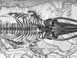 Balaenoptera acutorostrata ante portas de Brema