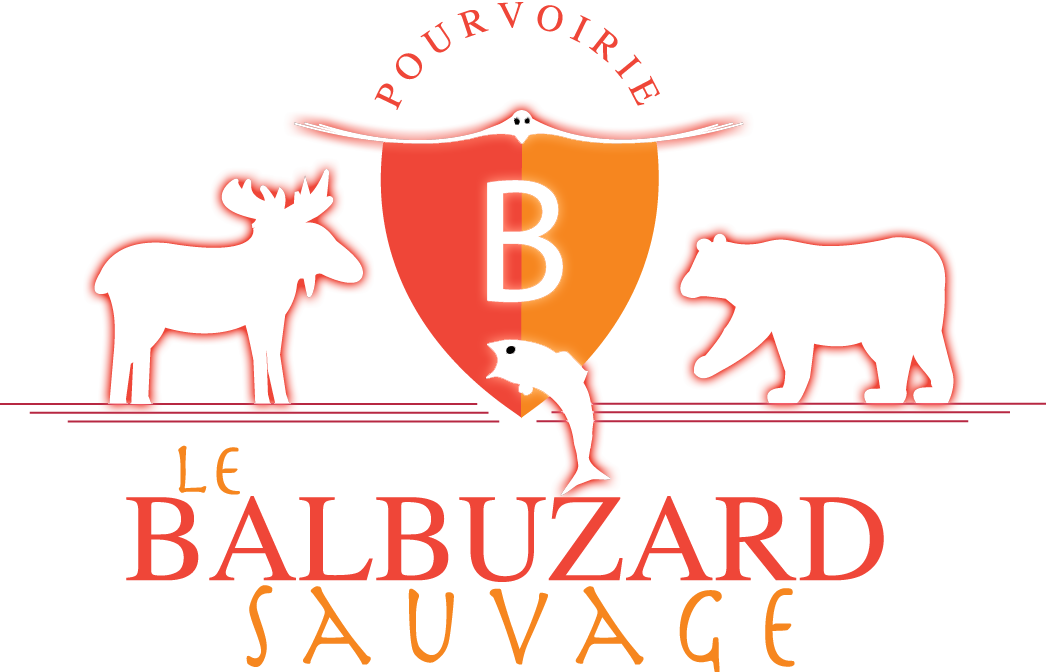 Fall moose hunt package — Balbuzard Sauvage – Balbuzard Sauvage