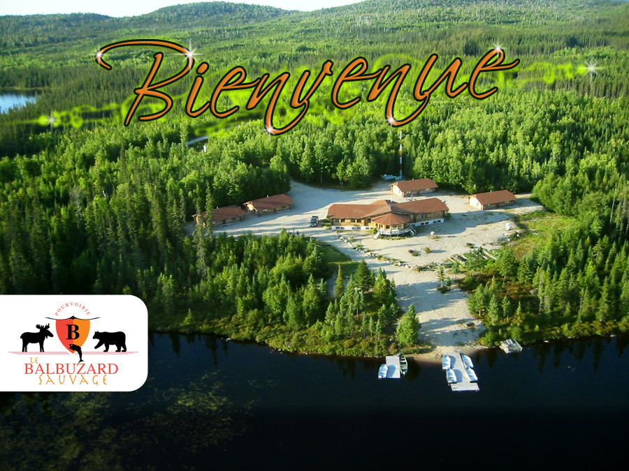 Forfaits de chasse à l'ours noir — Balbuzard Sauvage – Balbuzard Sauvage