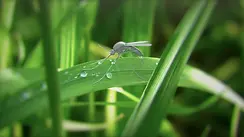 mosquito_scene_02_clay.webp