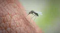 mosquito_scene_01_clay.webp