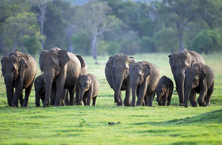 elephanl-m.jpg