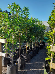 Nursery plants KeriKeri
